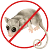 Possum Removal Chelsea
